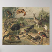 Kangaroo and Animal Friends in Australia Poster (Voorkant)