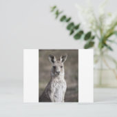 Kangaroo Briefkaart (Staand voorkant)