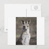 Kangaroo Briefkaart (Voorkant / Achterkant)