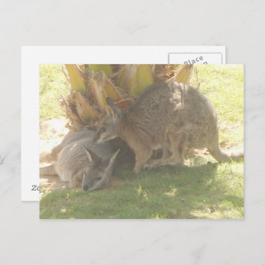 Kangaroo Briefkaart (Voorkant / Achterkant)