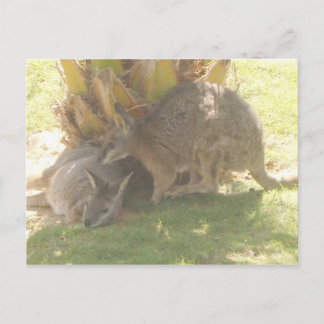 Kangaroo Briefkaart