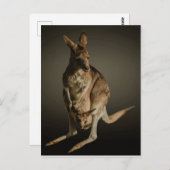 Kangaroo Briefkaart (Voorkant / Achterkant)
