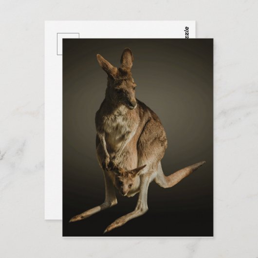 Kangaroo Briefkaart (Voorkant / Achterkant)