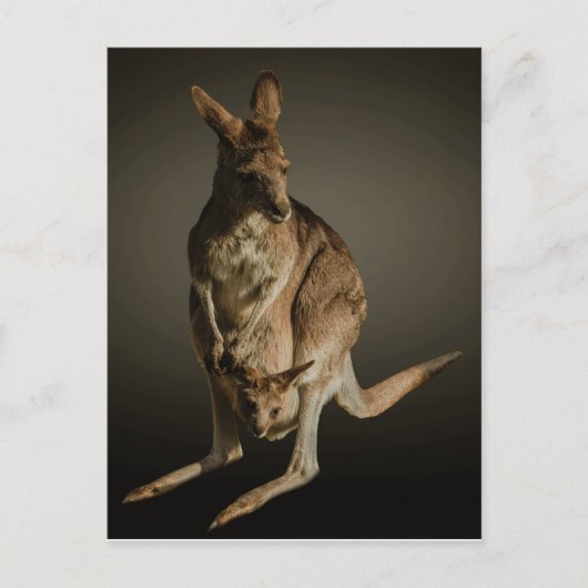 Kangaroo Briefkaart (Voorkant)