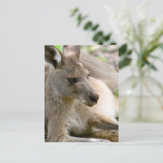 Kangaroo Briefkaart (Staand voorkant)