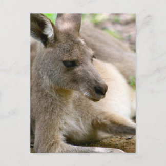 Kangaroo Briefkaart