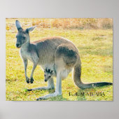 Kangaroo en Baby Poster (Voorkant)