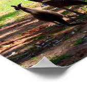 Kangaroo en haar Joey, Poster (Hoek)