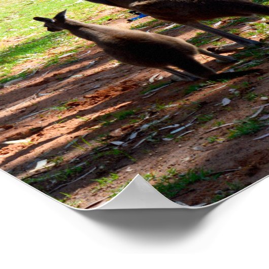 Kangaroo en haar Joey, Poster (Hoek)