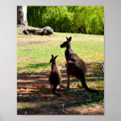 Kangaroo en haar Joey, Poster (Voorkant)