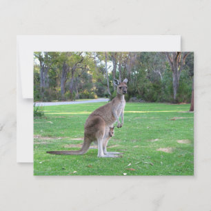 Kangaroo en Joey