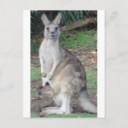 Kangaroo en Joey Briefkaart (Voorkant)