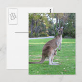 Kangaroo en Joey Briefkaart (Voorkant / Achterkant)