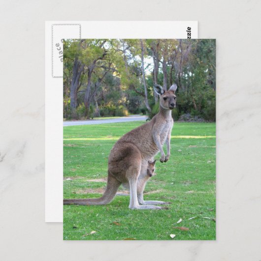 Kangaroo en Joey Briefkaart (Voorkant / Achterkant)