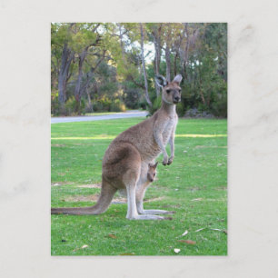 Kangaroo en Joey Briefkaart