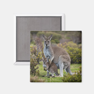 Kangaroo en Joey Magneet