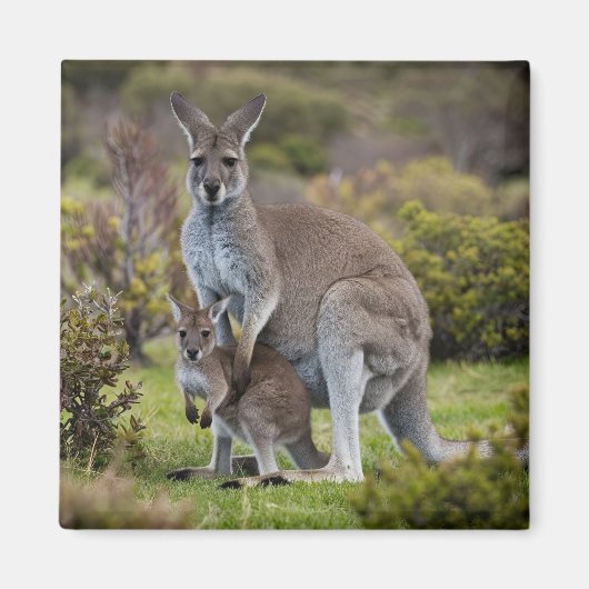 Kangaroo en Joey Magneet (Voorkant)