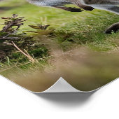 Kangaroo en Joey Poster (Hoek)