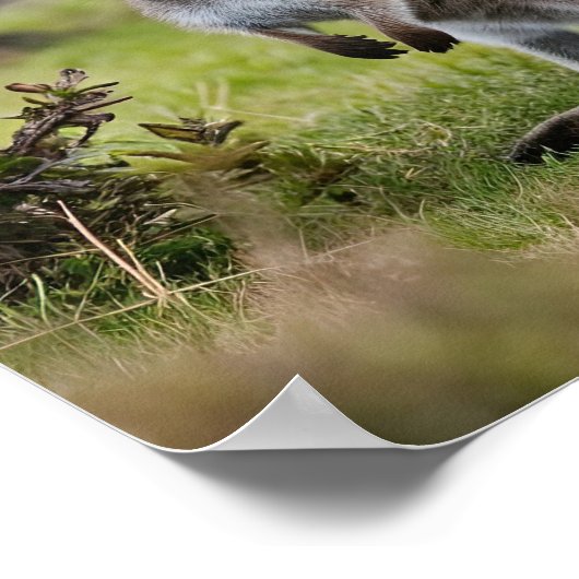 Kangaroo en Joey Poster (Hoek)