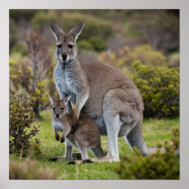 Kangaroo en Joey Poster