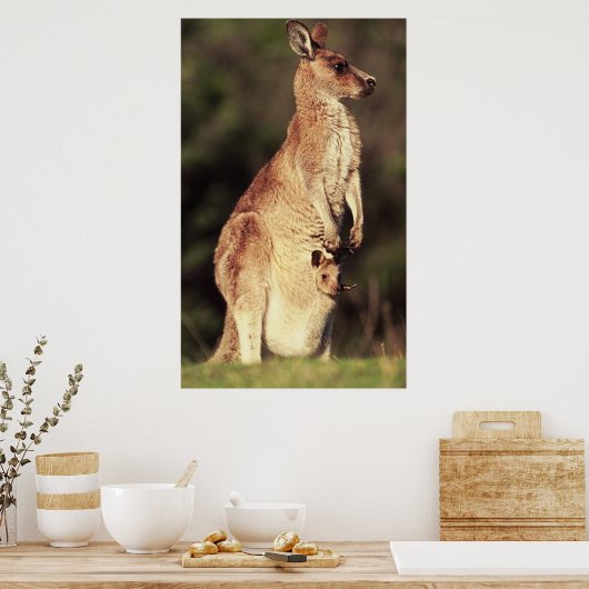 Kangaroo en Joey Poster (Keuken)
