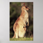 Kangaroo en Joey Poster (Voorkant)