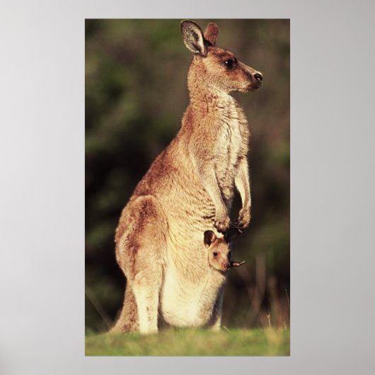 Kangaroo en Joey Poster (Voorkant)