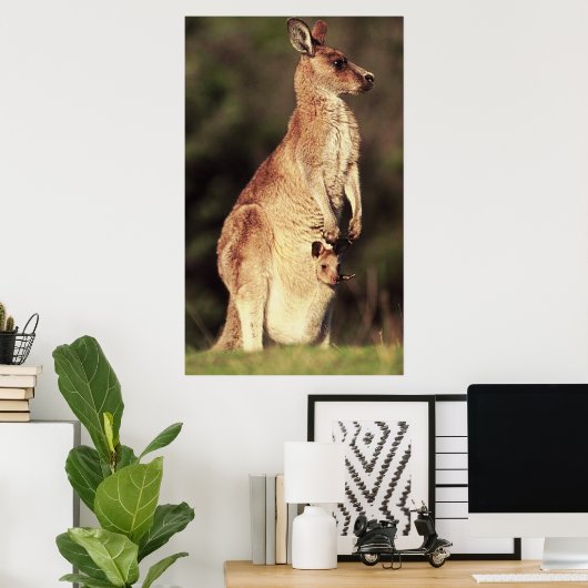 Kangaroo en Joey Poster (Thuiskantoor)