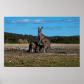 Kangaroo en Joey Poster (Voorkant)
