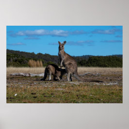 Kangaroo en Joey Poster