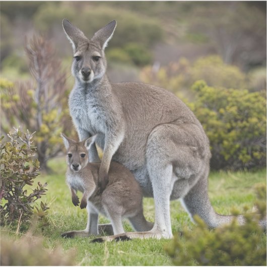 Kangaroo en Joey Sticker (Voorkant)