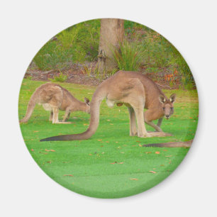 kangaroo fam magneet