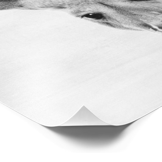 Kangaroo Foto Afdruk (Hoek)