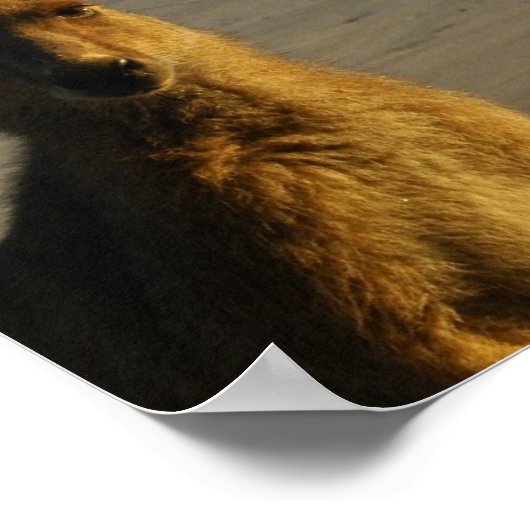 Kangaroo Foto afdrukken Poster (Hoek)