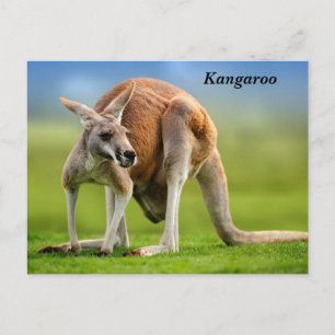 Kangaroo Holiday Briefkaart