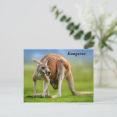 Kangaroo Holiday Briefkaart (Staand voorkant)