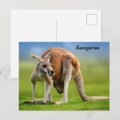 Kangaroo Holiday Briefkaart (Voorkant / Achterkant)