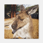Kangaroo in bedrijf, Fridge Magnet (Voorkant)