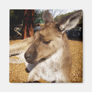 Kangaroo in bedrijf, Fridge Magnet