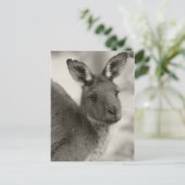 Kangaroo in Warrawong Sanctuary South Australia Briefkaart (Staand voorkant)