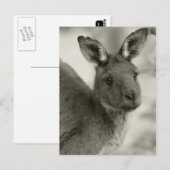 Kangaroo in Warrawong Sanctuary South Australia Briefkaart (Voorkant / Achterkant)