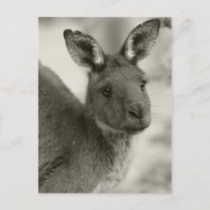 Kangaroo in Warrawong Sanctuary South Australia Briefkaart