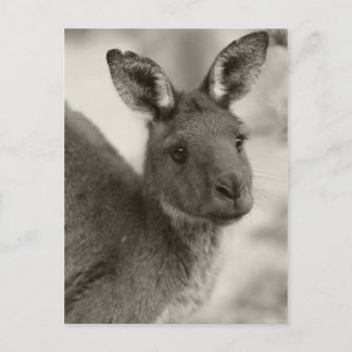 Kangaroo in Warrawong Sanctuary South Australia Briefkaart