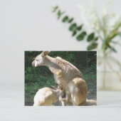 Kangaroo Joey Briefkaart (Staand voorkant)