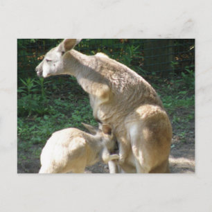 Kangaroo Joey Briefkaart