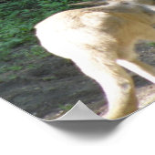 Kangaroo Joey Poster (Hoek)