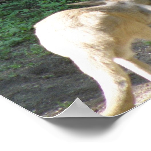 Kangaroo Joey Poster (Hoek)