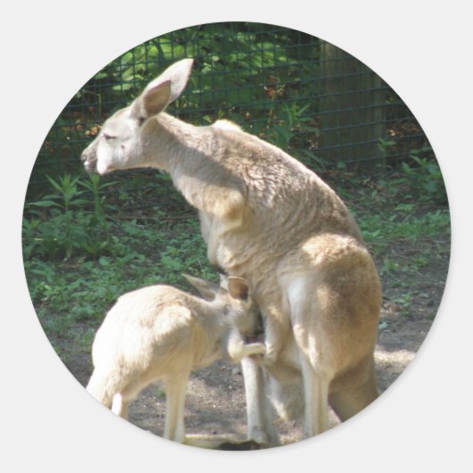 Kangaroo Joey Stickers (Voorkant)