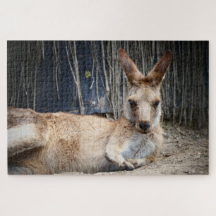 Kangaroo Legpuzzel