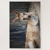 Kangaroo Legpuzzel (Verticaal)